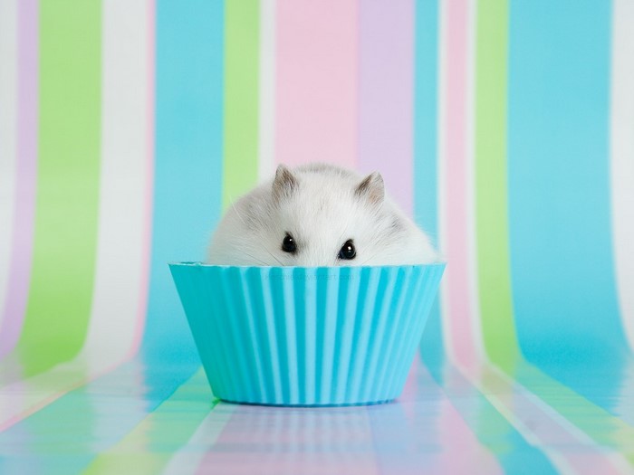 A hamster peeking out of a blue cupcake liner