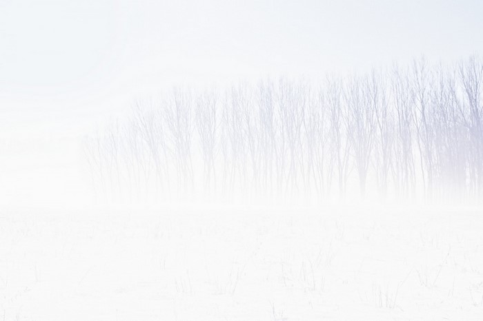 Bare trees in a white winter landscape
