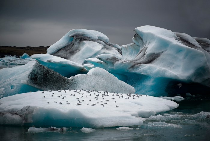 Icebergs and Seabirds on Arctic Glacier
