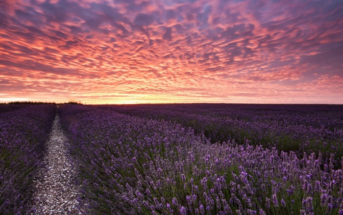 Lavender field at sunset with dramatic clouds
