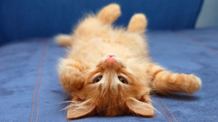 Adorable Ginger Kitten Lying Upside Down