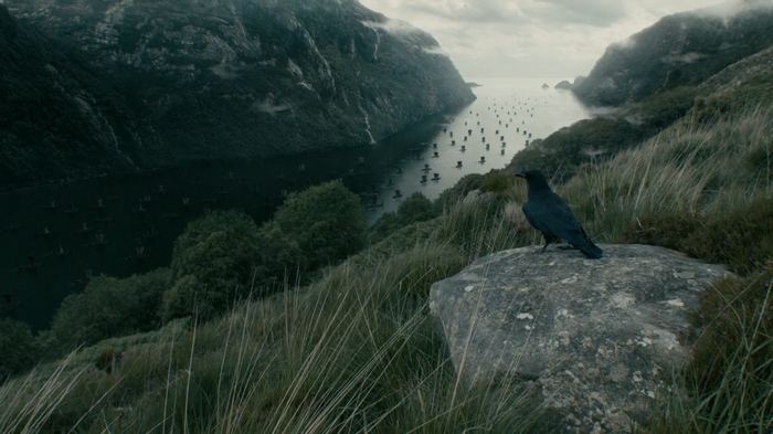 Raven overlooking a fjord with many ships