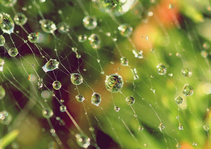 Water drops on a spider web with green background