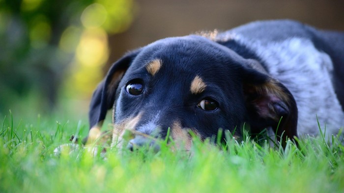 Close-up of a puppy lying in green grass