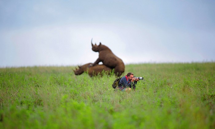 Photographer photographs rhinos mating in a field