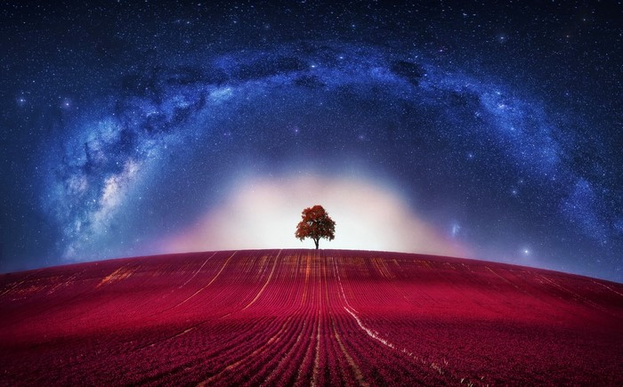 Tree under the Milky Way galaxy
