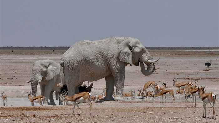Elephants and antelopes at a watering hole in Africa