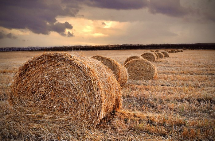 Hay bales in a field at sunset