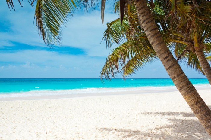 Tropical beach with palm trees and turquoise ocean