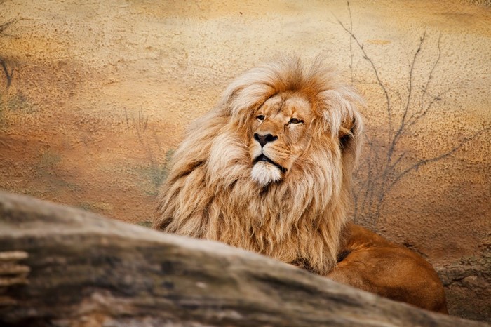 Lion with a large mane in a zoo enclosure