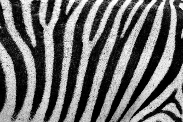 Close-up of Zebra Stripes Texture
