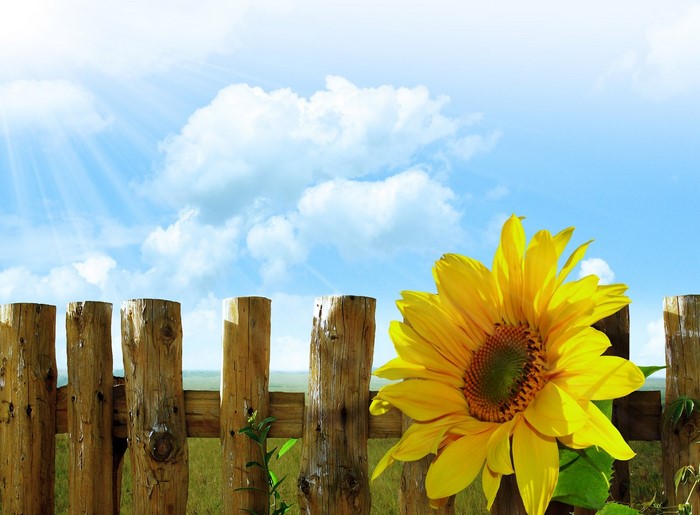 Sunflower by a wooden fence under a sunny sky