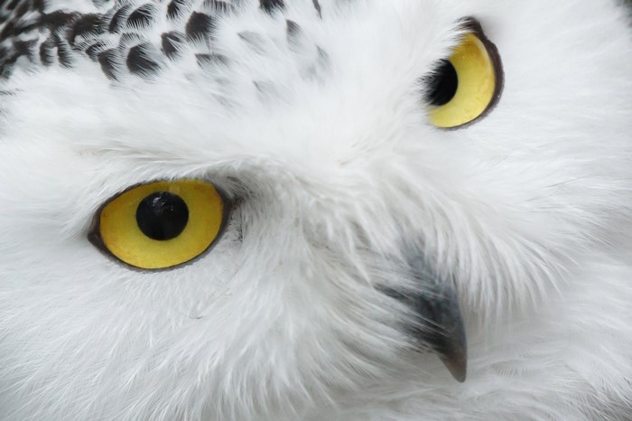 Close up of a snowy owl's face and eyes