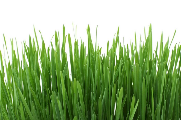 Close-up of green grass blades