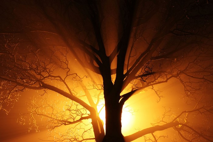 Silhouette of a bare tree with light rays