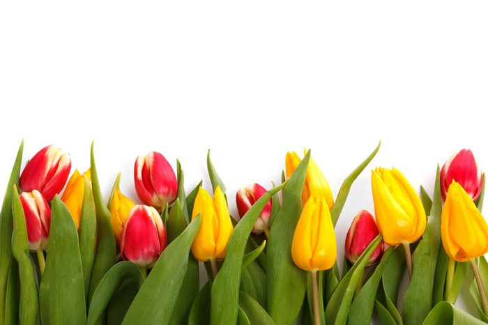 Bright Red and Yellow Tulips with Green Leaves