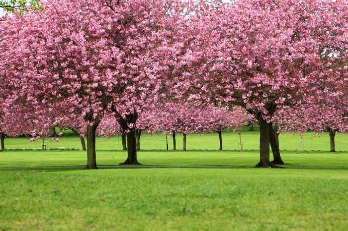 Pink cherry blossom trees in a park