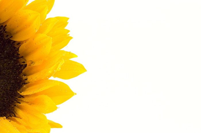 Close-up of a yellow sunflower with water droplets