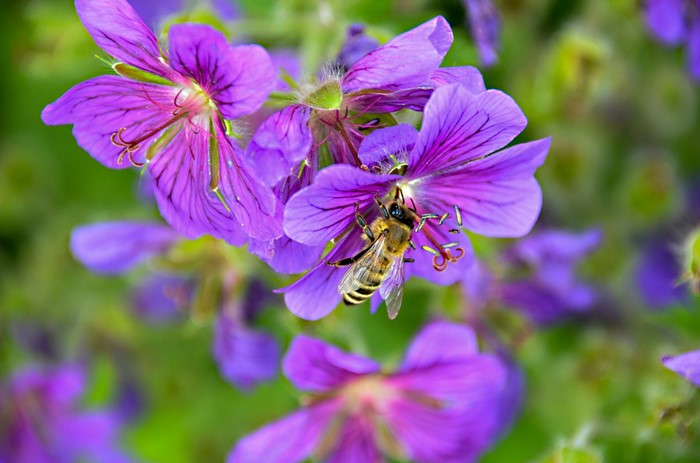 Bee collecting nectar from purple flowers