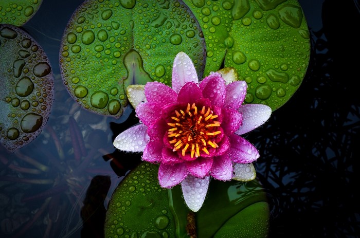 Close-up of a pink water lily with water droplets