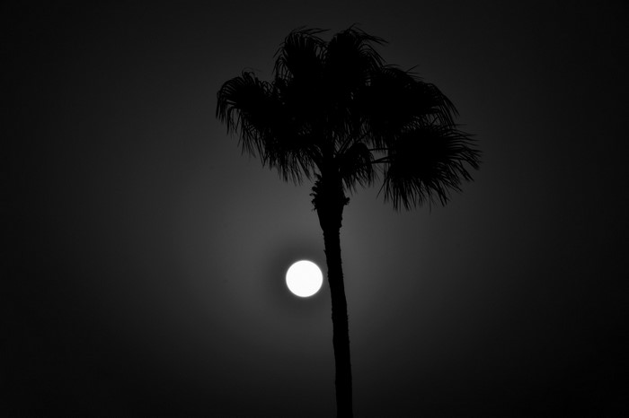 Silhouette of a palm tree against the moon
