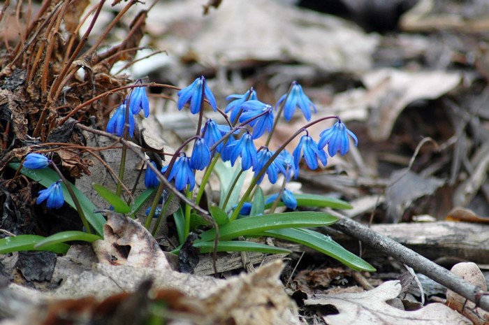 Delicate Blue Scilla Flowers in Woodland Setting