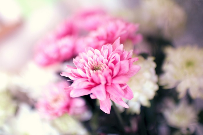 Pink and white chrysanthemums in soft focus