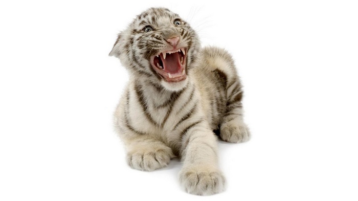 White tiger cub roaring