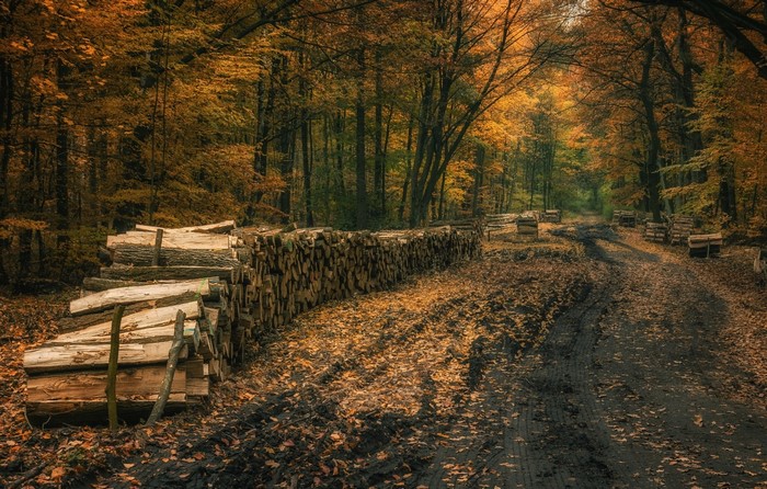 Firewood stacked along a dirt road in an autumn forest