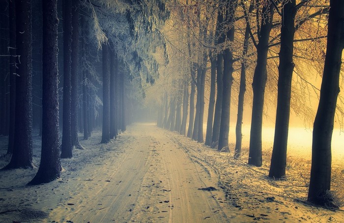 Snowy forest path with sunlight and mist