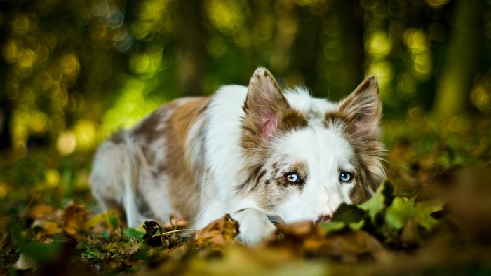 Border Collie with blue eyes lying in autumn leaves