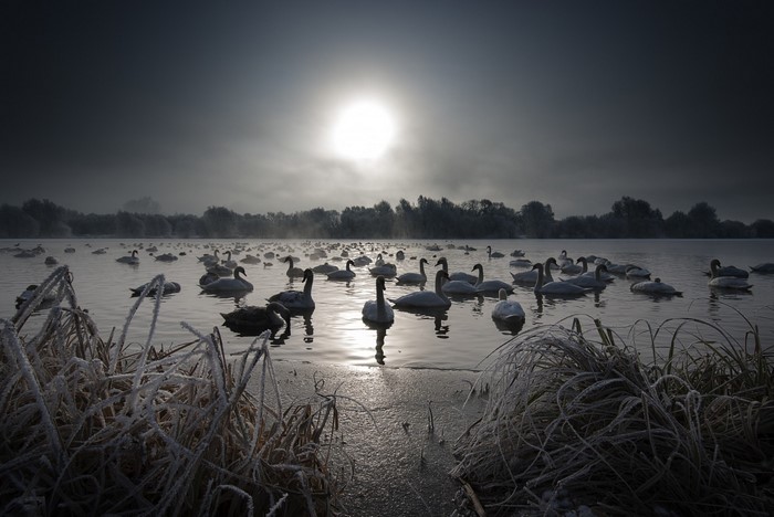 A flock of swans on a misty lake at sunrise