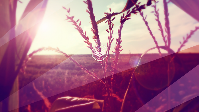 Corn stalks in a field at sunset with lens flare