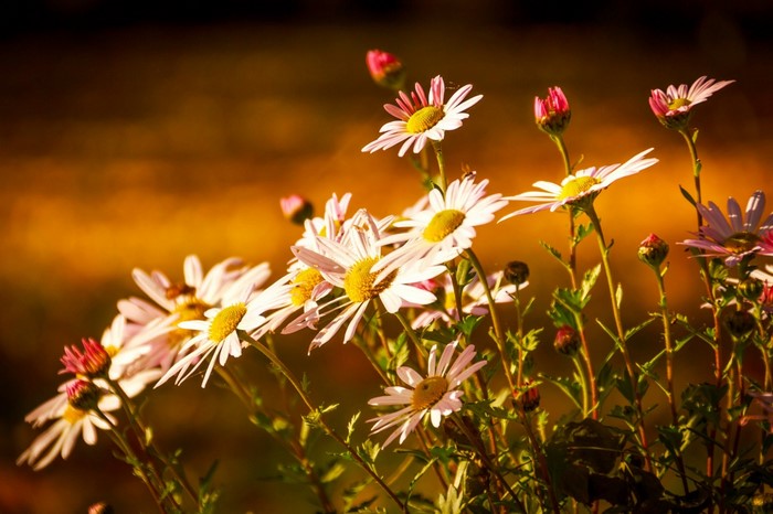 Sunlight on white and pink daisies