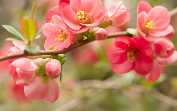 Pink Japanese Quince Blossoms on a Branch