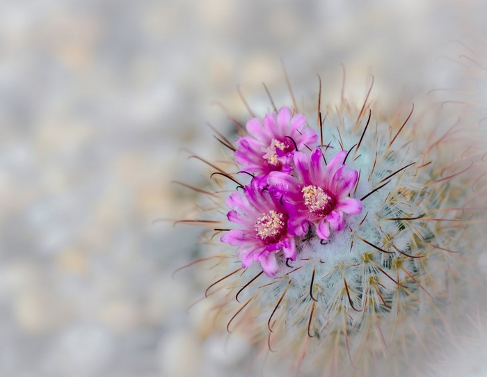 Close up of pink cactus flowers with thorns