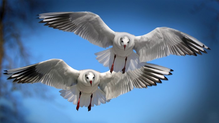 Two Seagulls in Flight Against Blue Sky