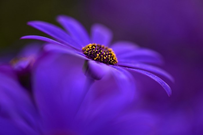 Close-up of a purple daisy with yellow pollen