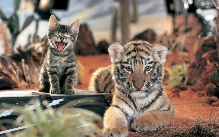 Kitten and tiger cub in a naturalistic setting