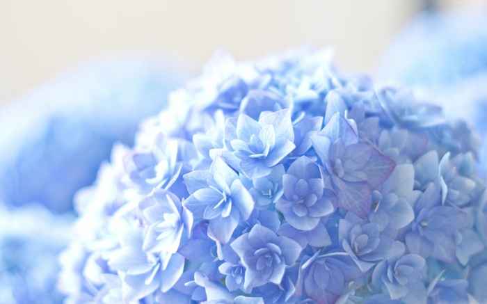 Close-up of blue hydrangeas