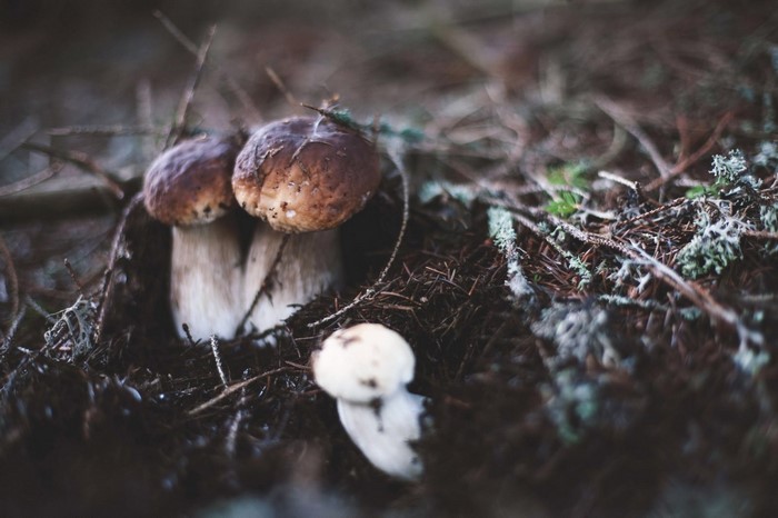 Close-up of wild mushrooms in a forest floor
