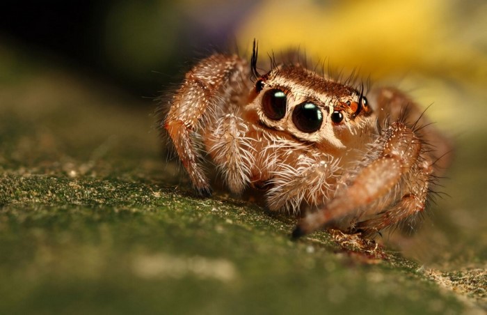 Close-up macro photography of a jumping spider