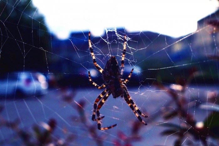 Spider on a web with blurred background