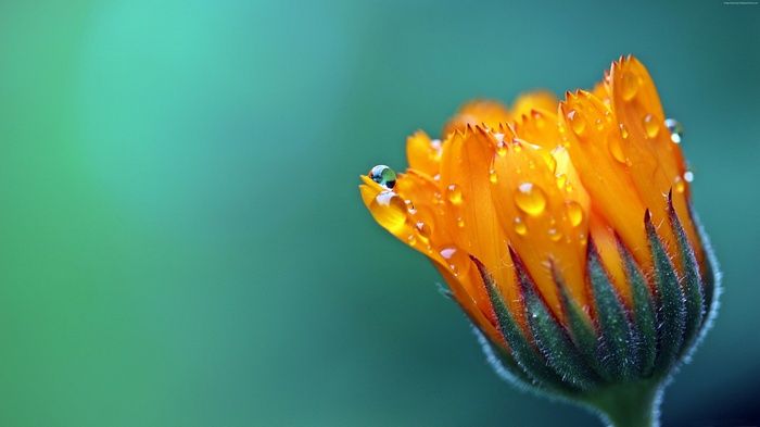 Orange flower with water drops, macro