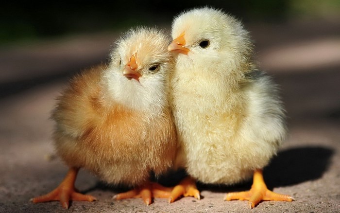 Two fluffy baby chicks standing close together