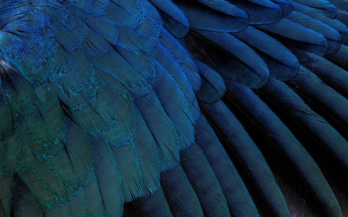 Close-up of blue and teal bird wing feathers