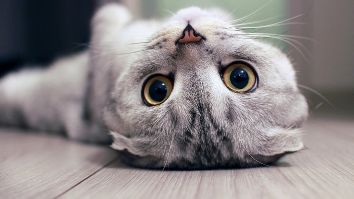 Close-up of a Scottish Fold cat lying upside down