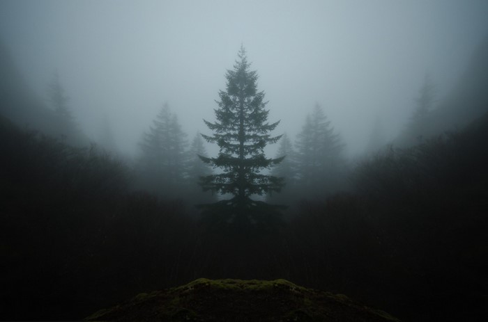 Misty forest with tall evergreen trees