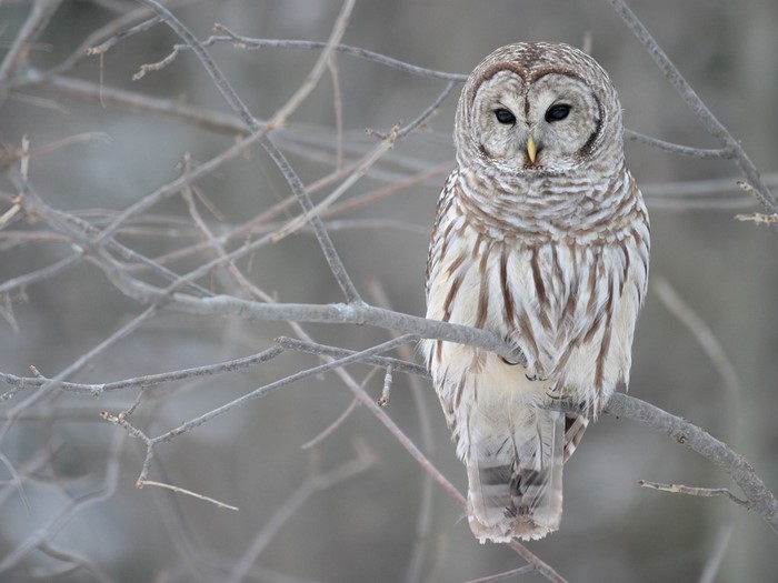 Barred owl perched on a branch in winter