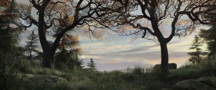 Trees in a misty landscape at sunrise